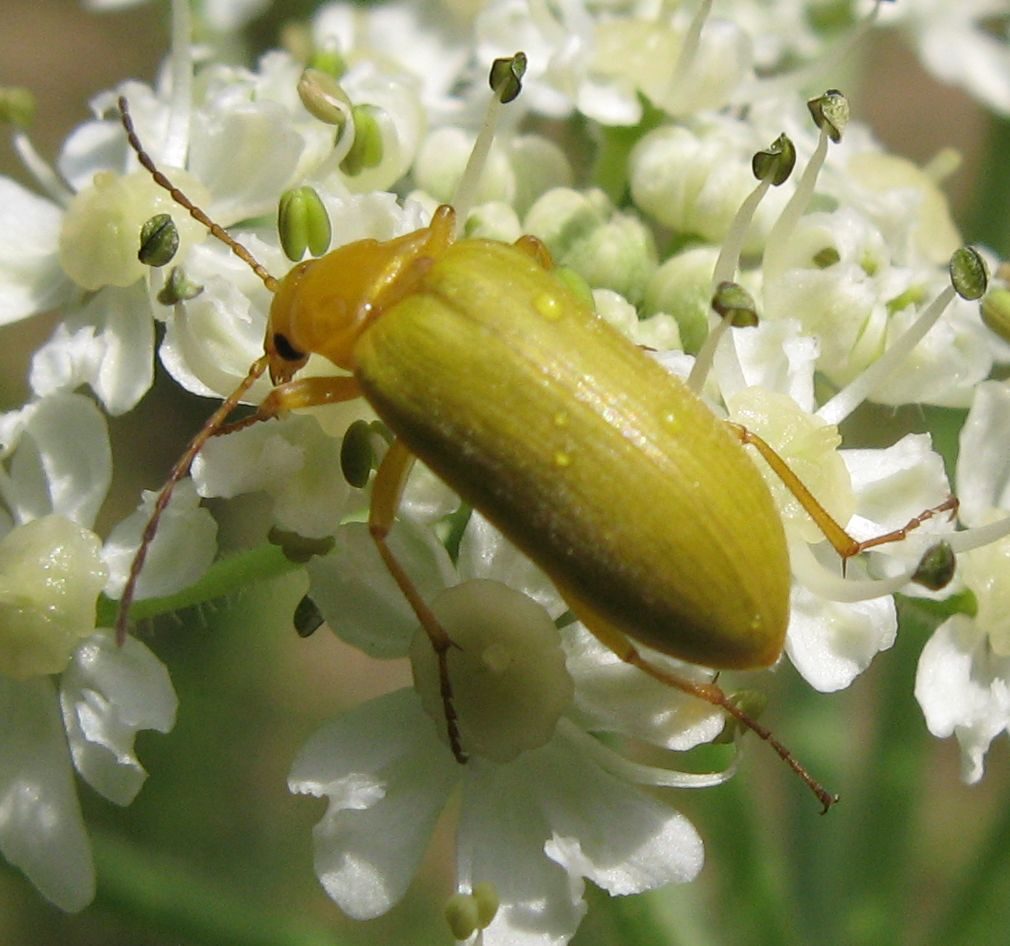 Cteniopus sulphureus ?