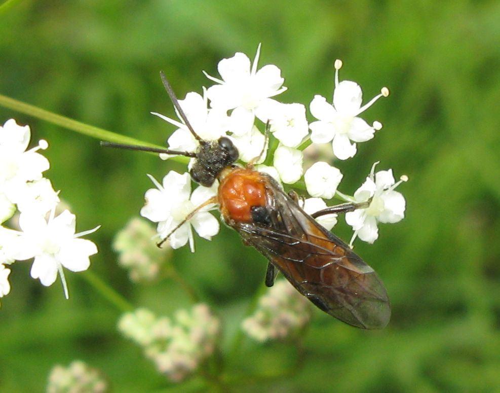 Dolerus madidus ?