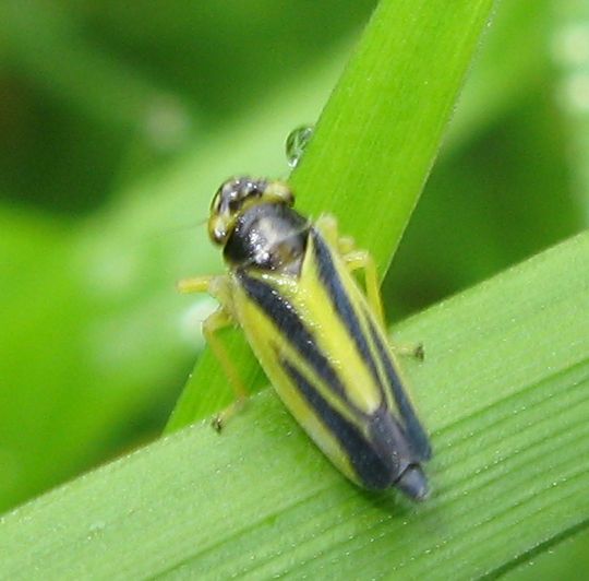 Cicadellidae - Evacanthus interruptus