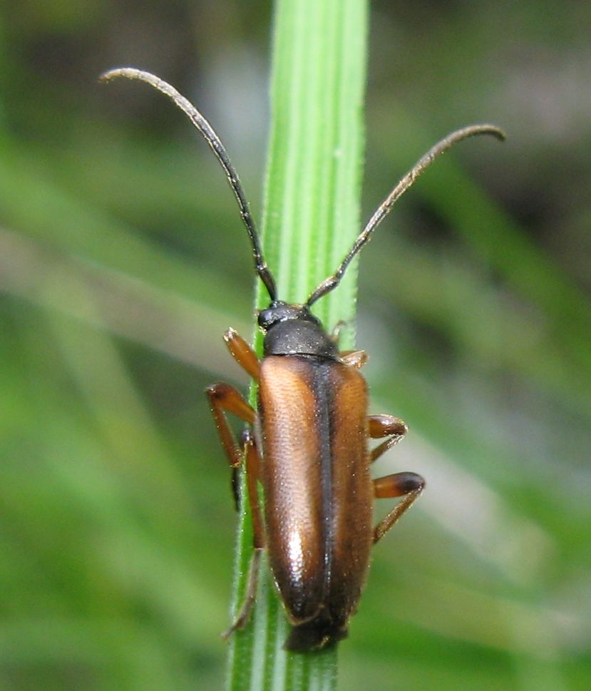 Alosterna tabacicolor ?