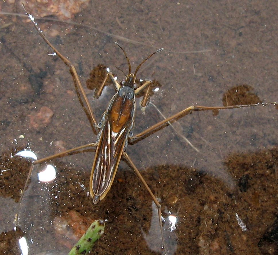 Gerridae: Gerris cf. costae del Trentino (TN)