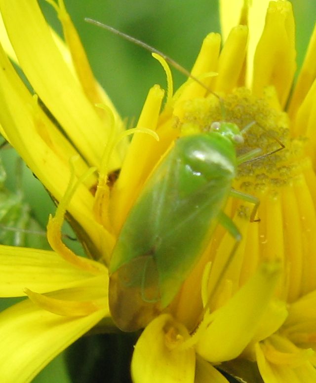 Calocoris affinis ? No,  Lygocoris cf pabulinus