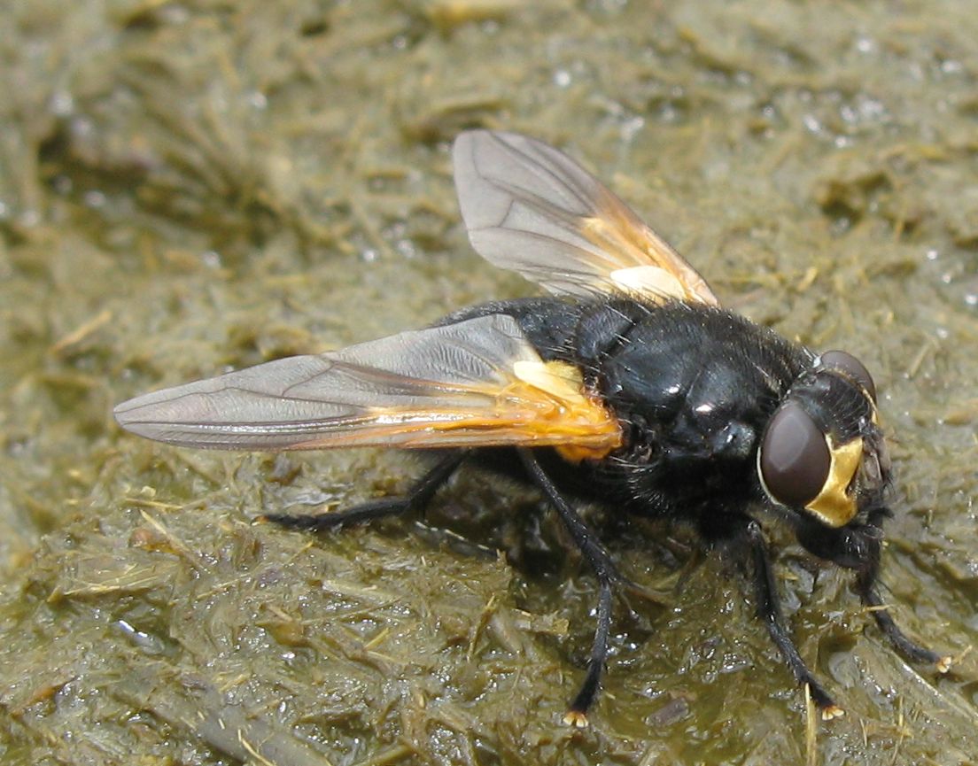 Maschio di Tachina fera?No Mesembrina sp. (Muscidae)