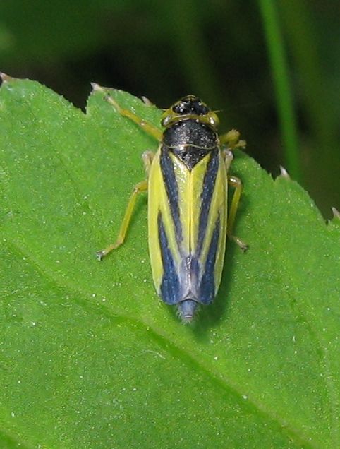 Cicadellidae - Evacanthus interruptus