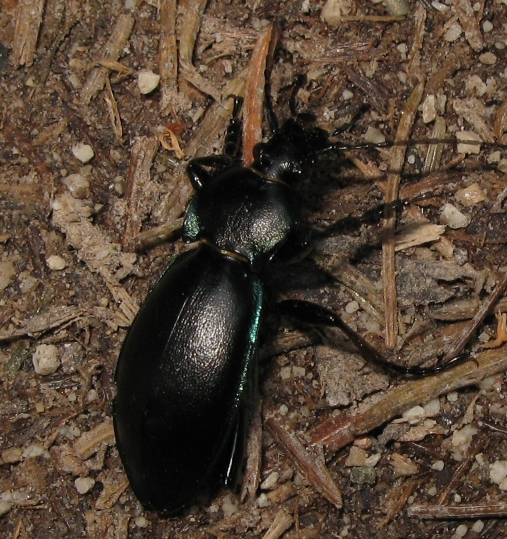 Carabus...quale? Carabus (Megodontus) germarii neesi