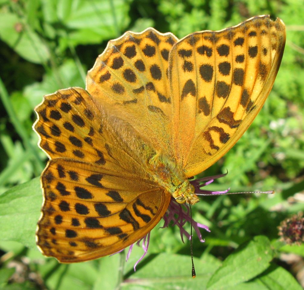 Argynnis paphia ?