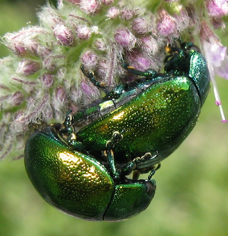 Cryptocephalus sp.