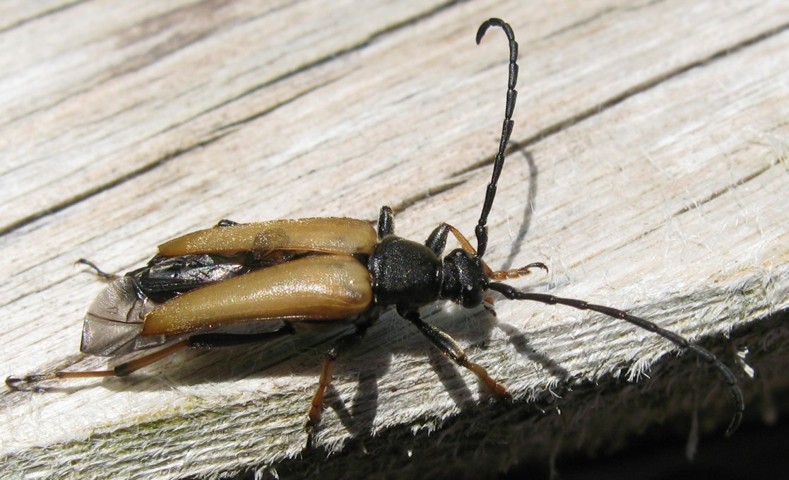 Maschio e femmina di Stictoleptura rubra (?)