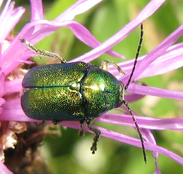 Cryptocephalus sp.