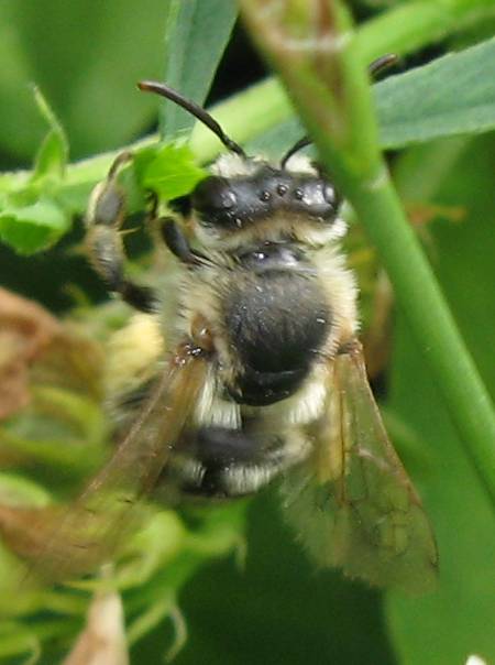 Andrena trentina