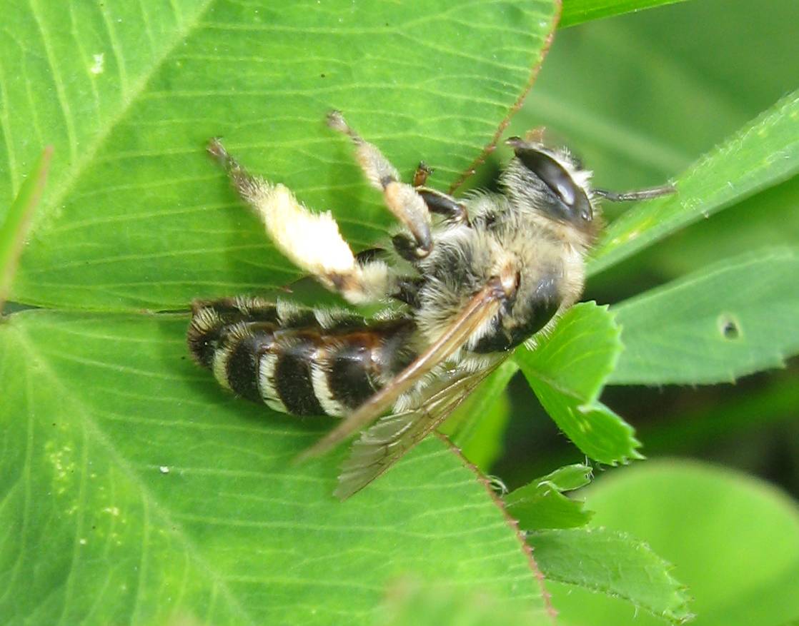 Andrena trentina