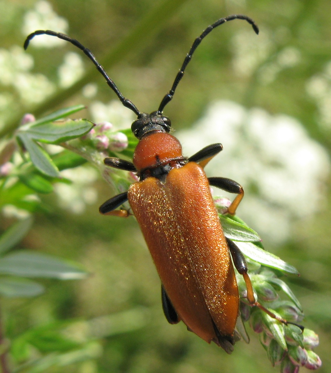 Maschio e femmina di Stictoleptura rubra (?)