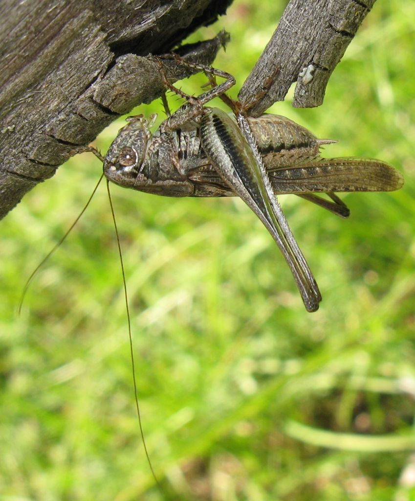 maschio di Platycleis sp.