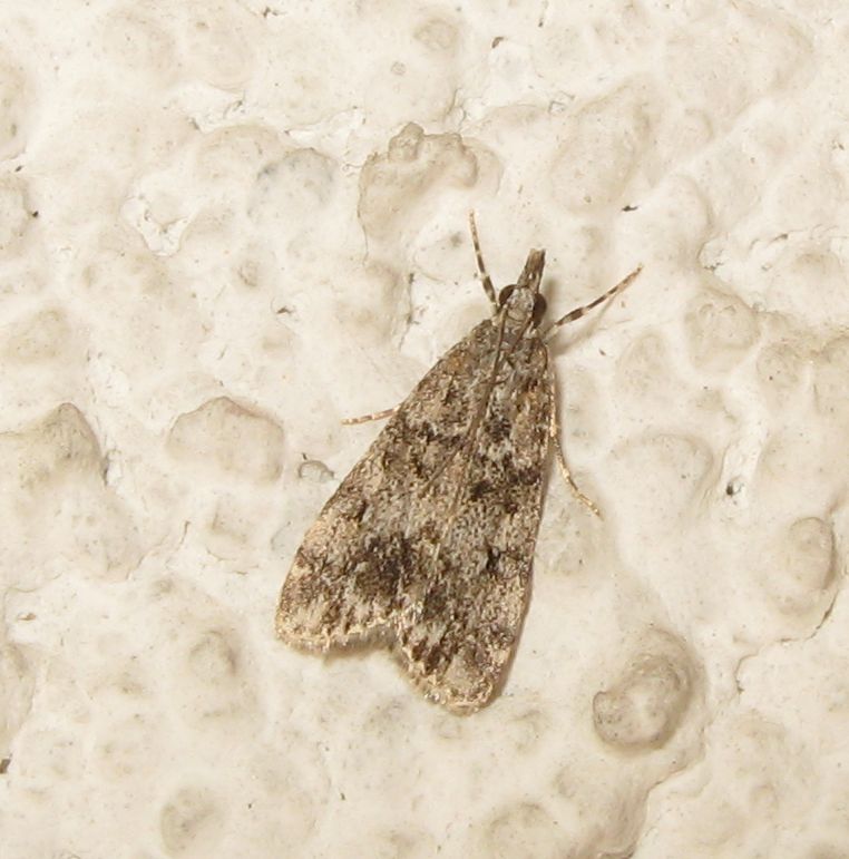 Crambidae?