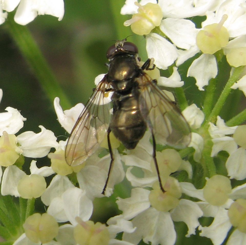 Cheilosia (Nigrocheilosia) cfr. derasa