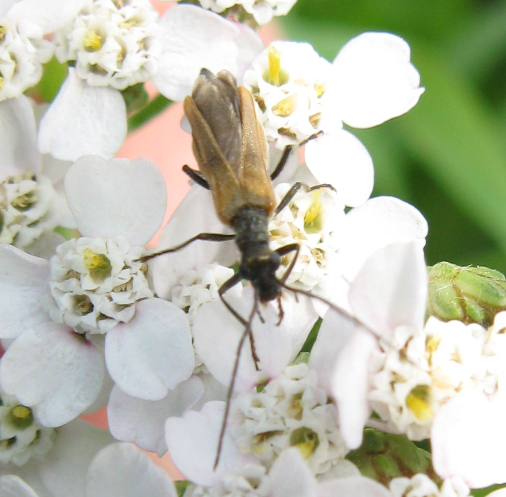 Oedemera podagrariae ? No. Oedemera femorata, femmina