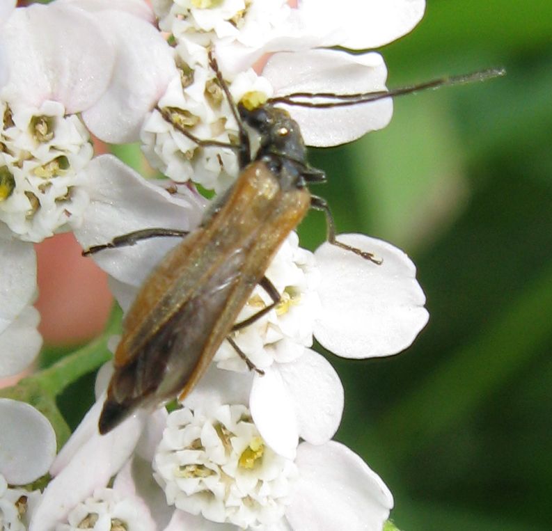 Oedemera podagrariae ? No. Oedemera femorata, femmina