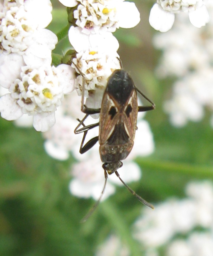 Lygaeidae: Rhyparochromus pini del Trentino (TN)