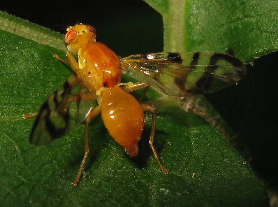 Tephritidae - Acidia cognata?