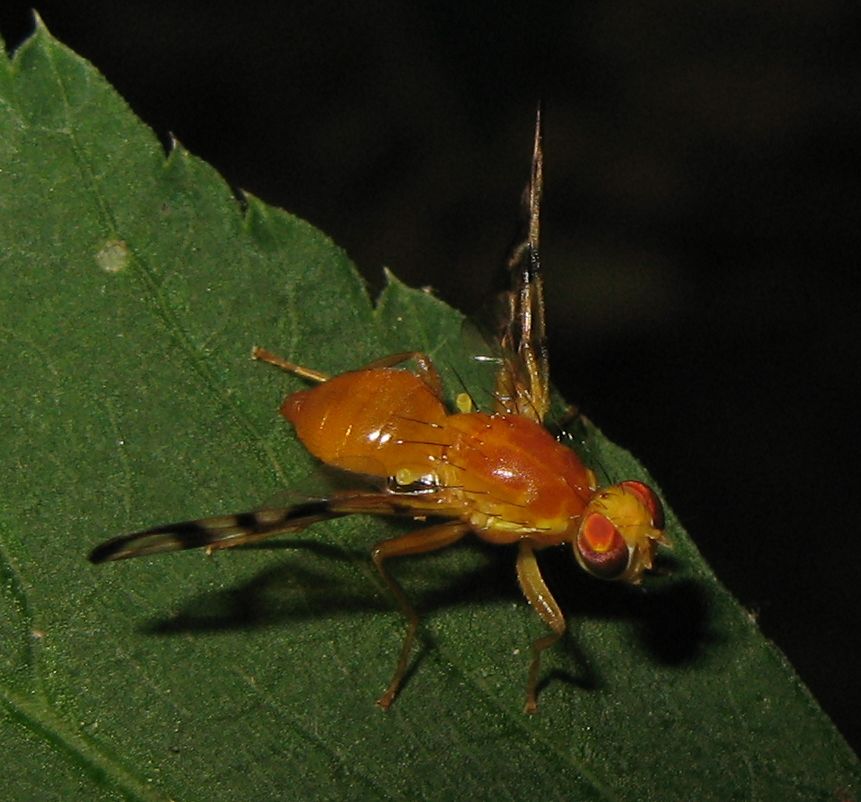 Tephritidae - Acidia cognata?