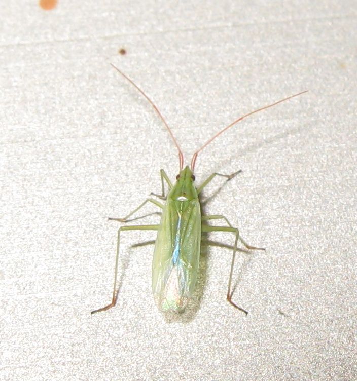 Miridae: Trigonotylus sp. dell''Emilia (BO)