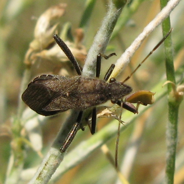 Alydidae: Alydus calcaratus del Portogallo