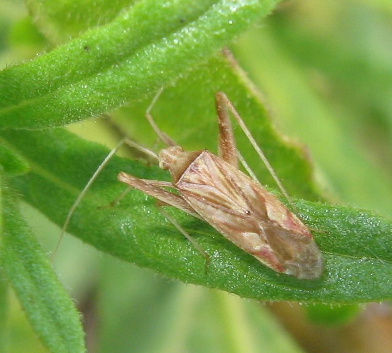 Ennesimo miridae - Phytocoris sp.