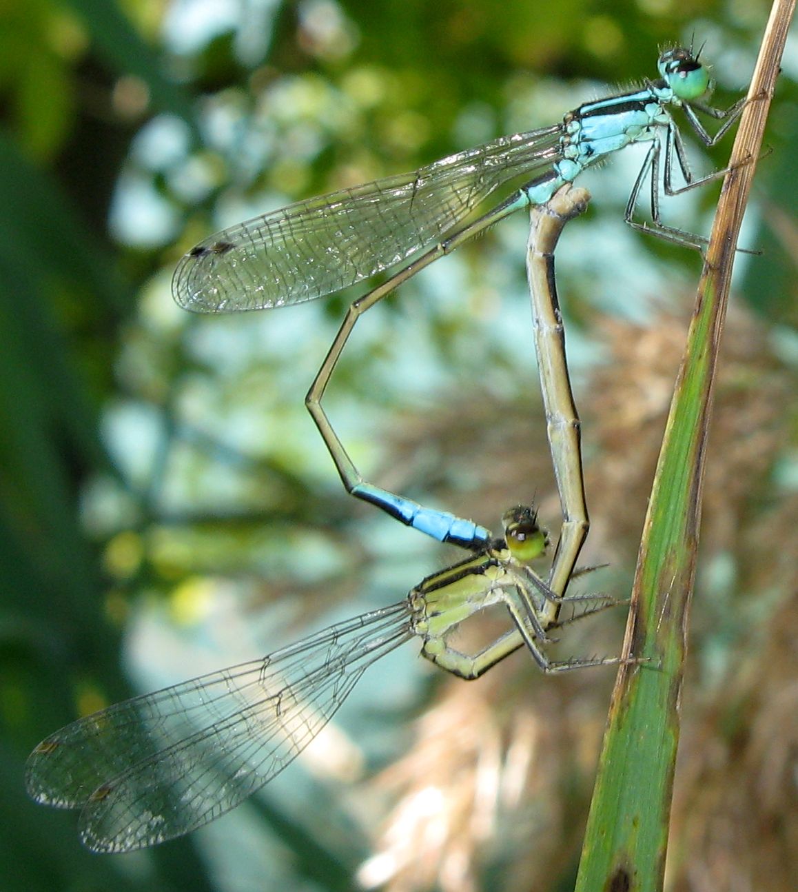 Accoppiamento di Ischnura elegans ?