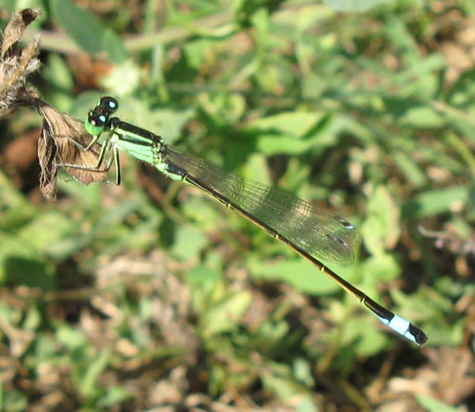 Accoppiamento di Ischnura elegans ?