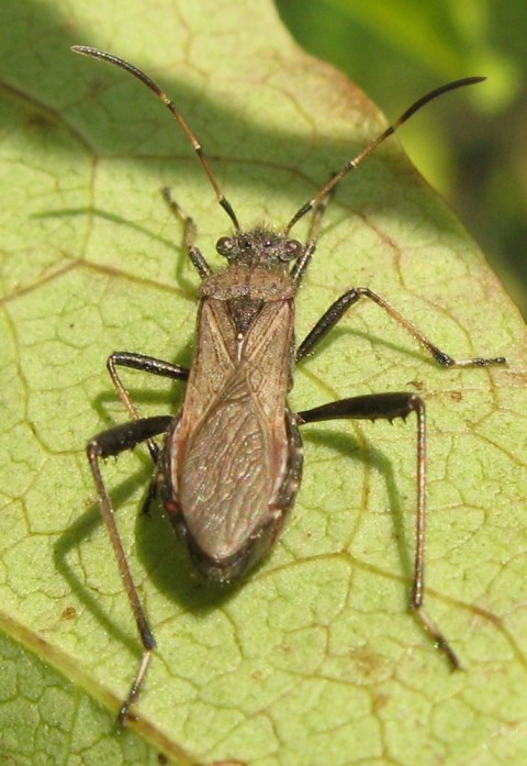 Alydidae: Alydus calcaratus del Portogallo