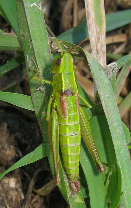 Euthystira brachyptera