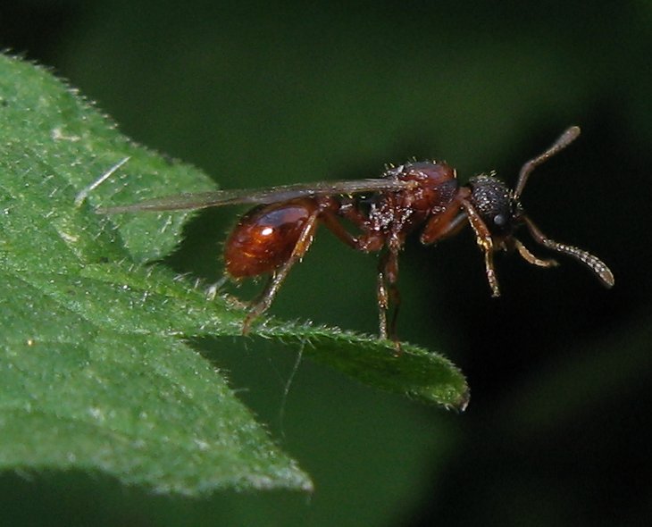 Femmina alata di Myrmicina; forse genere Myrmica...