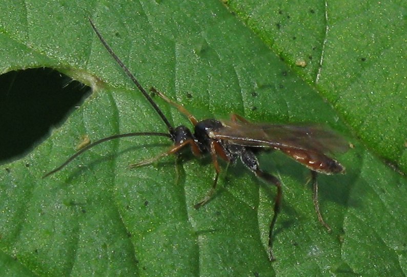 Ichneumonidae