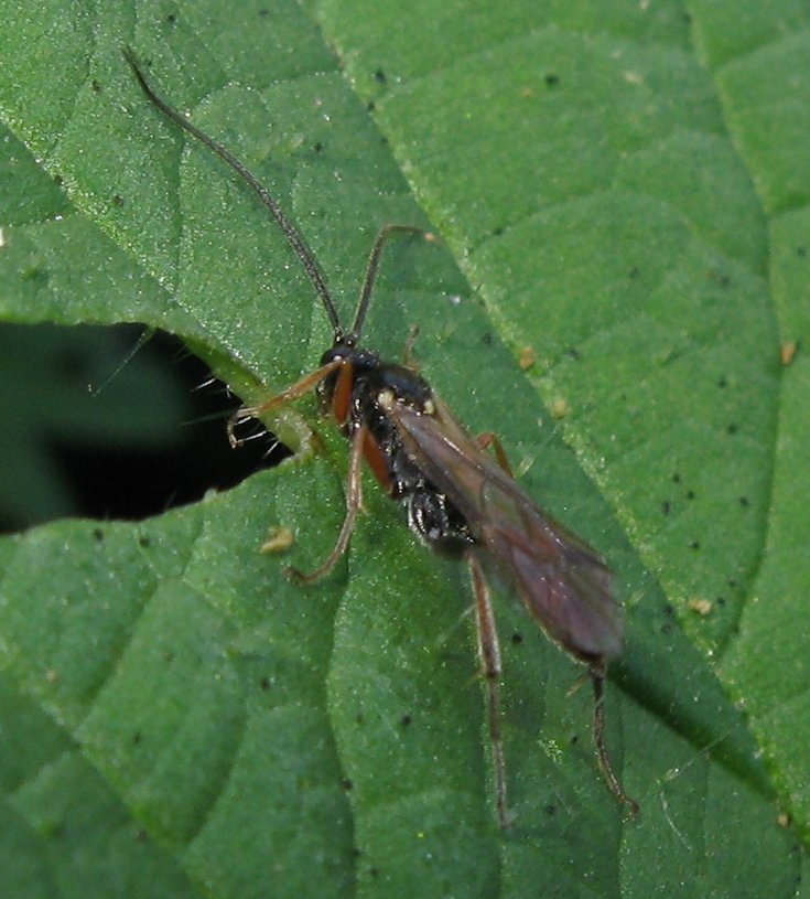 Ichneumonidae