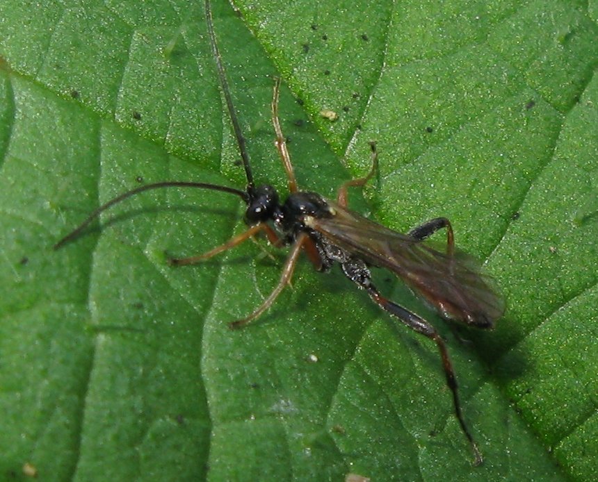 Ichneumonidae