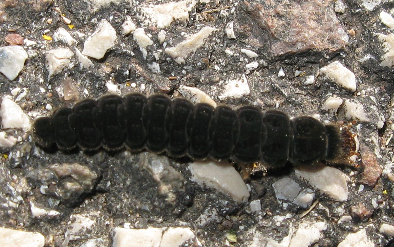 Larva di Cantharis sp.