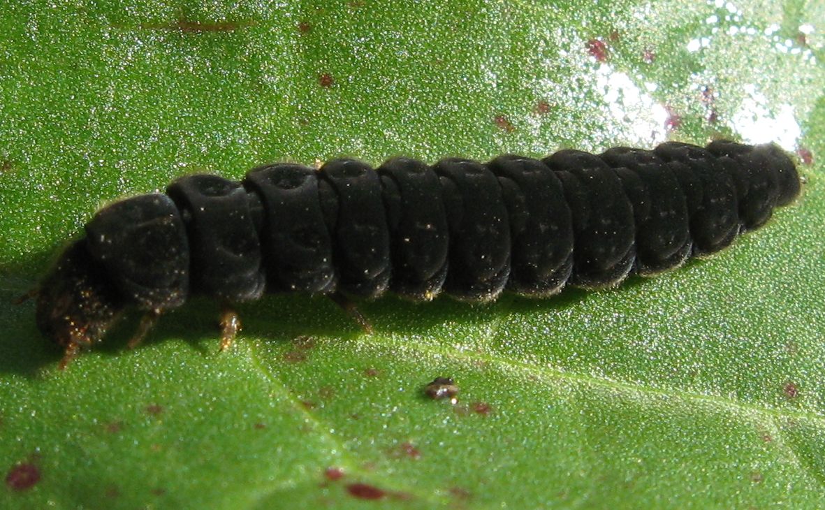 Larva di Cantharis sp.