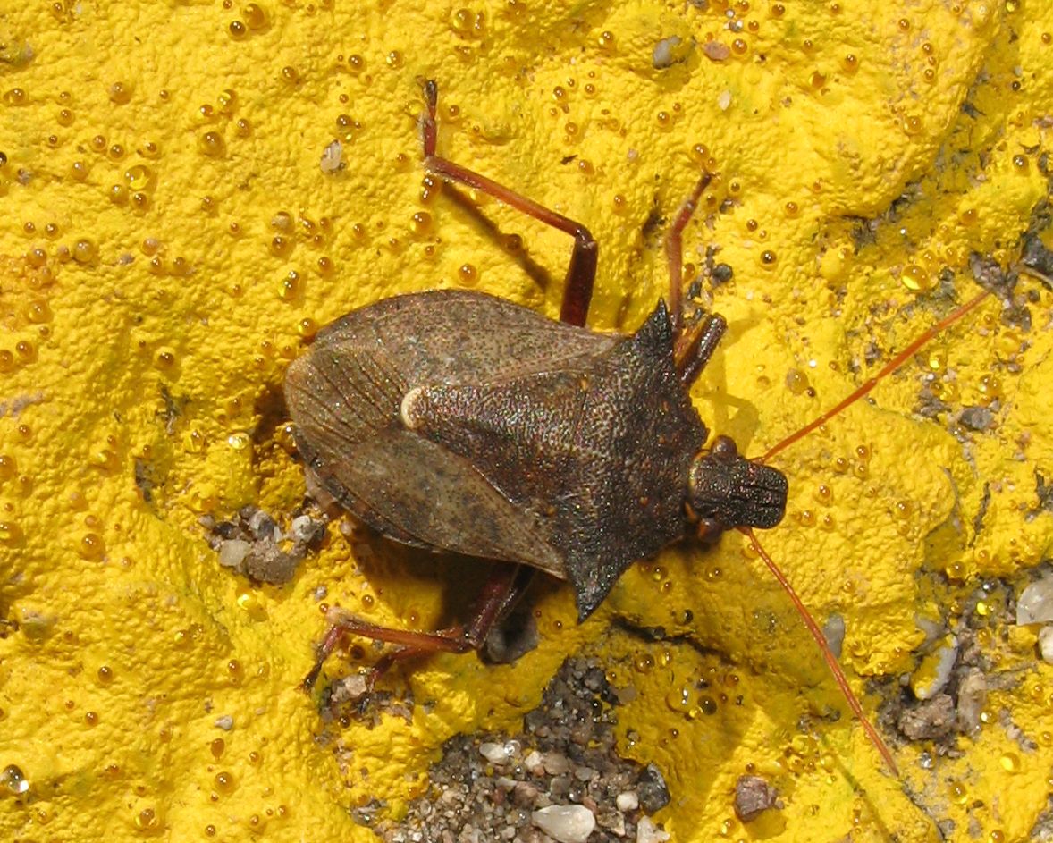 Pentatomidae: Picromerus bidens del Trentino