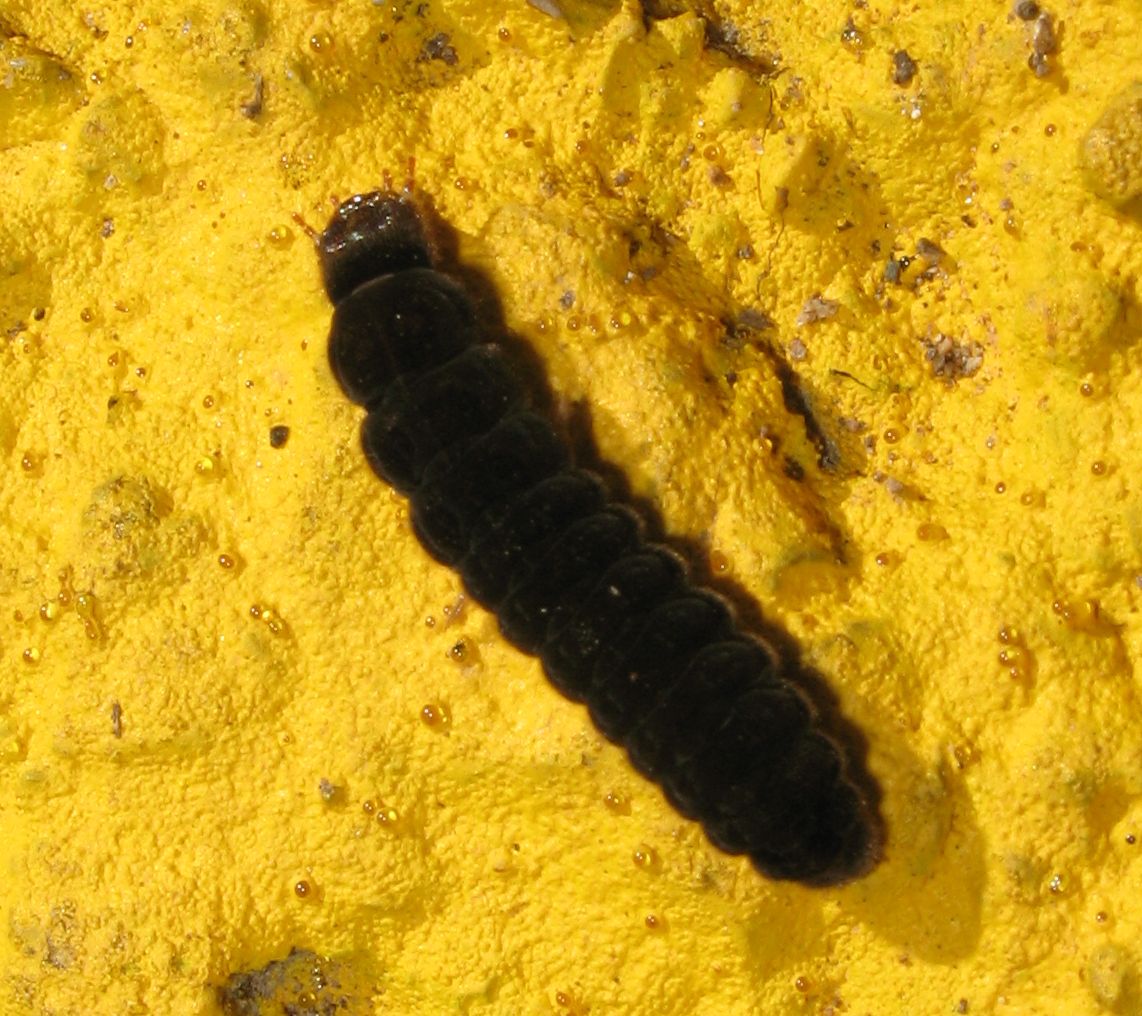 Larva di Cantharis sp.