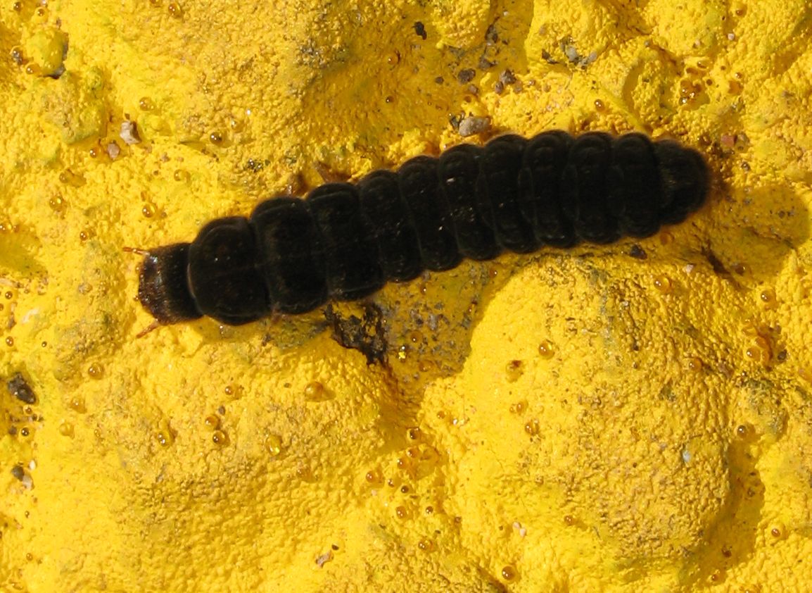 Larva di Cantharis sp.