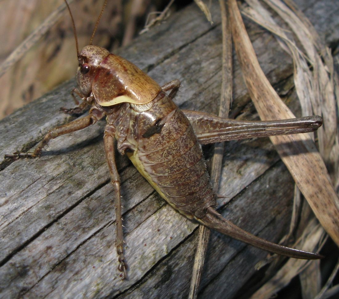 Pholidoptera cfr aptera