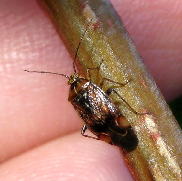 Miridae: Lygus cf wagneri del Trentino (TN)