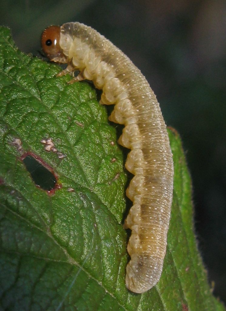 Larva di imenottero Symphita