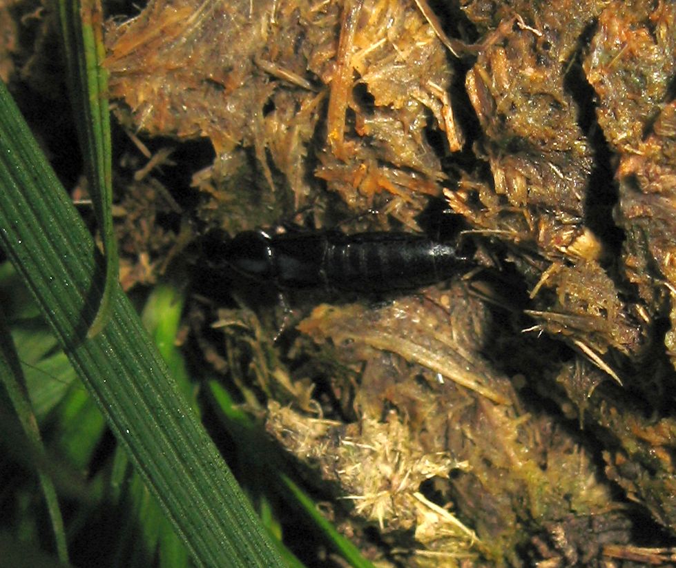 Staphylinidae Philonthus