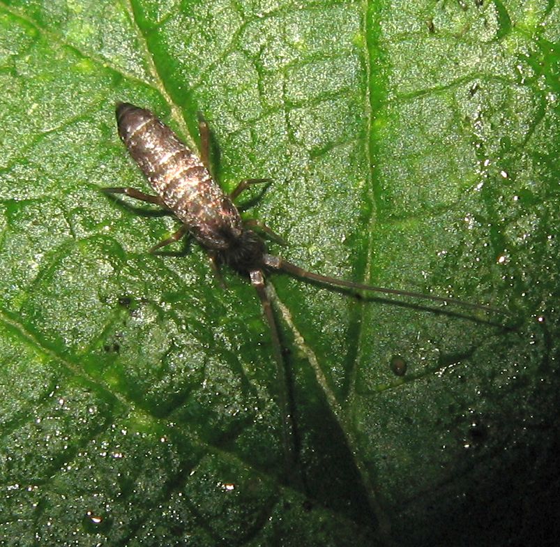 Collembolo trentino (1) - Pogonognathellus longicornis ?