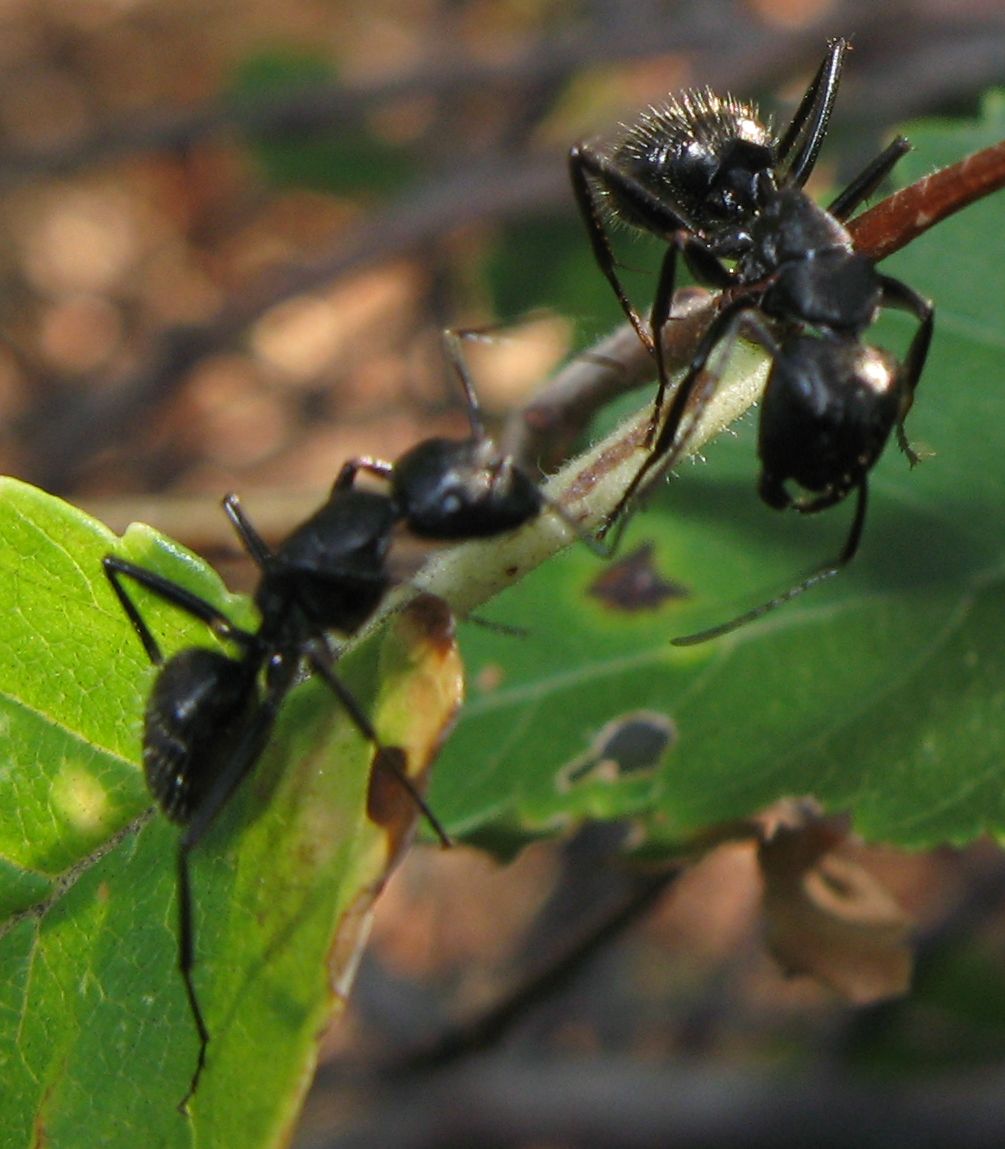 Camponotus cfr vagus