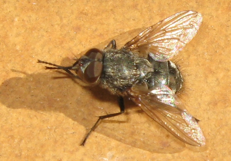 Pollenia sp. (Calliphoridae)