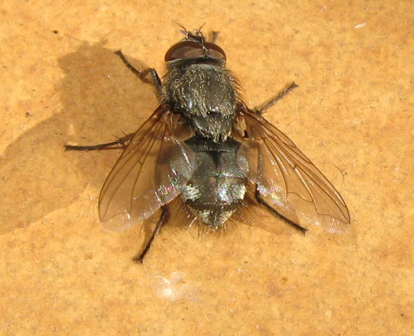 Pollenia sp. (Calliphoridae)