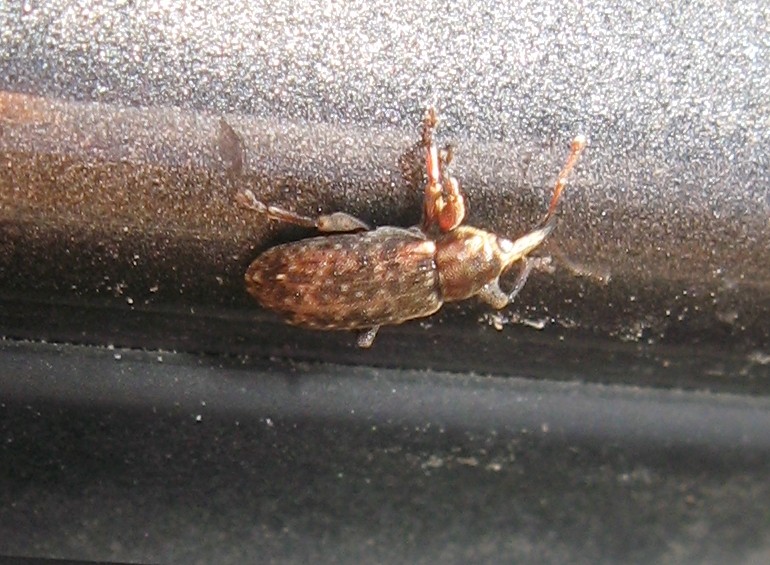 Curculione:  Dorytomus sp.