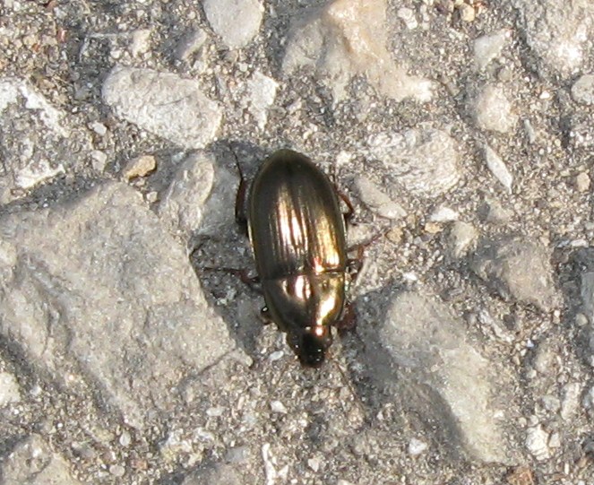 Carabidae: Amara cfr aenea